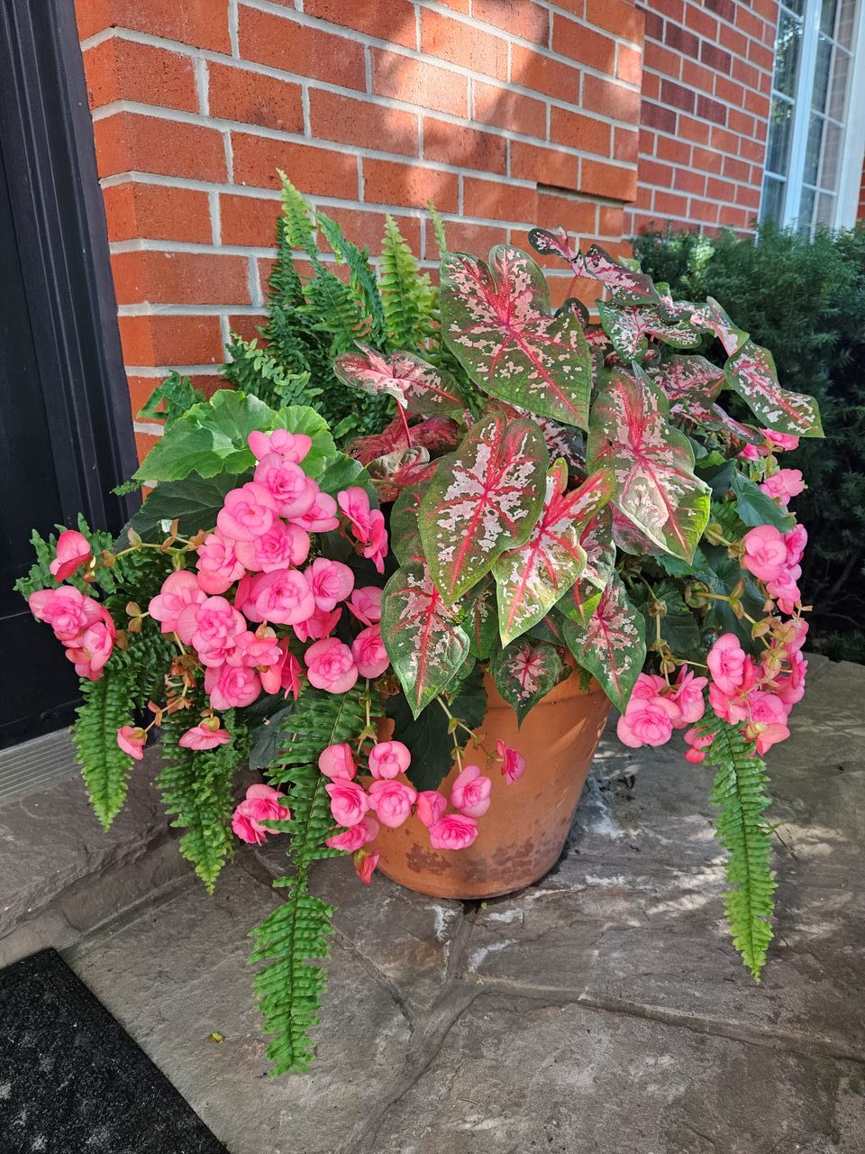 Potted pink flowers and green foliage by brick wall.