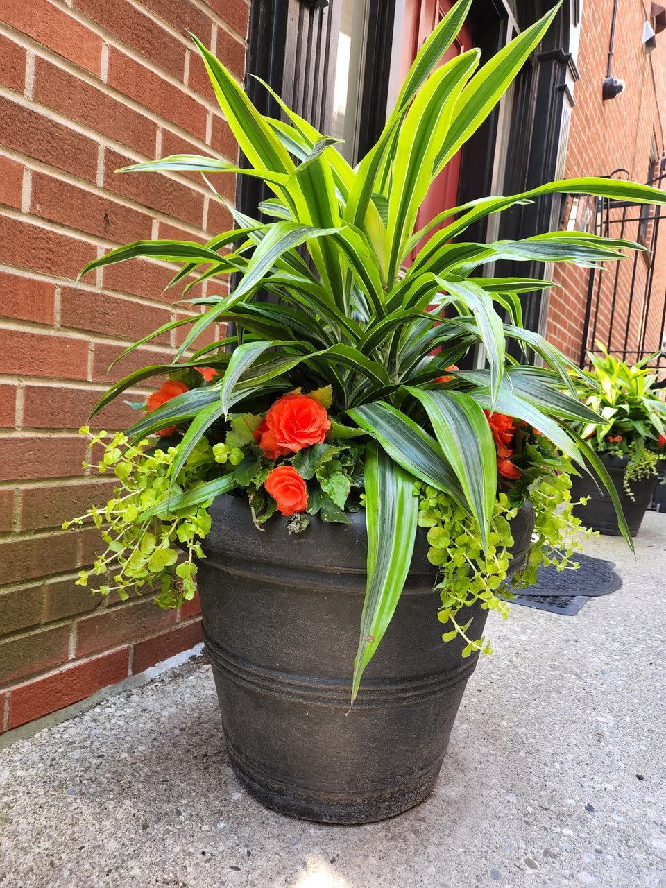 Potted plant with green leaves and orange flowers.