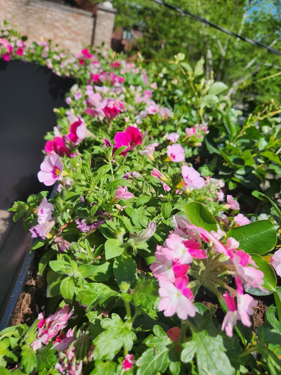 Vibrant pink flowers blooming in a garden.