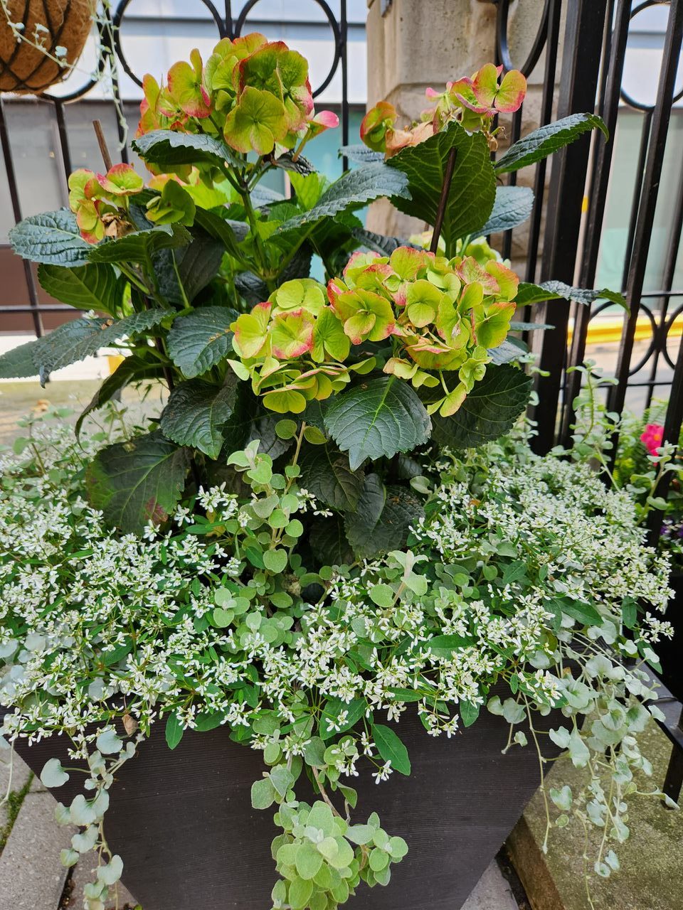 Colorful flowers and lush leaves in a pot
