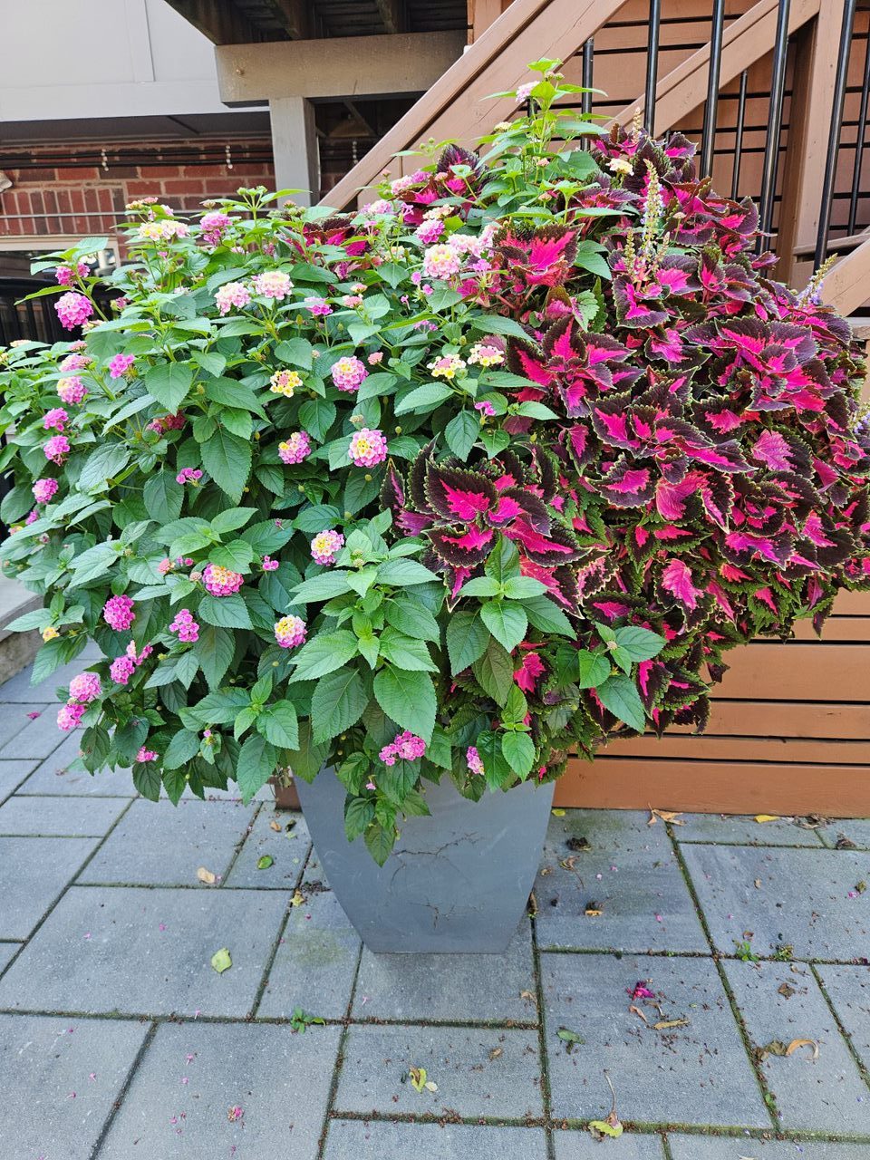 Vibrant lantana and coleus planter on patio.