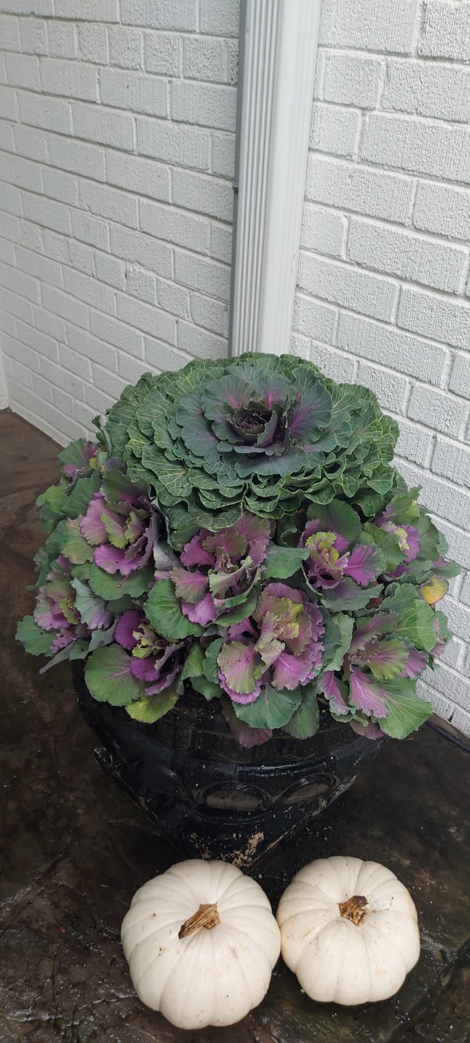 Ornamental cabbage and white pumpkins on porch