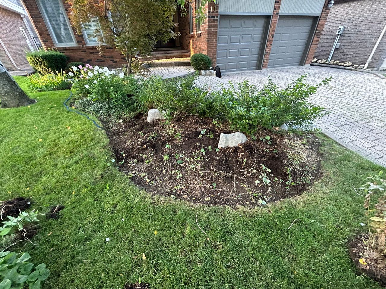 Front yard garden with plants and shrubs.