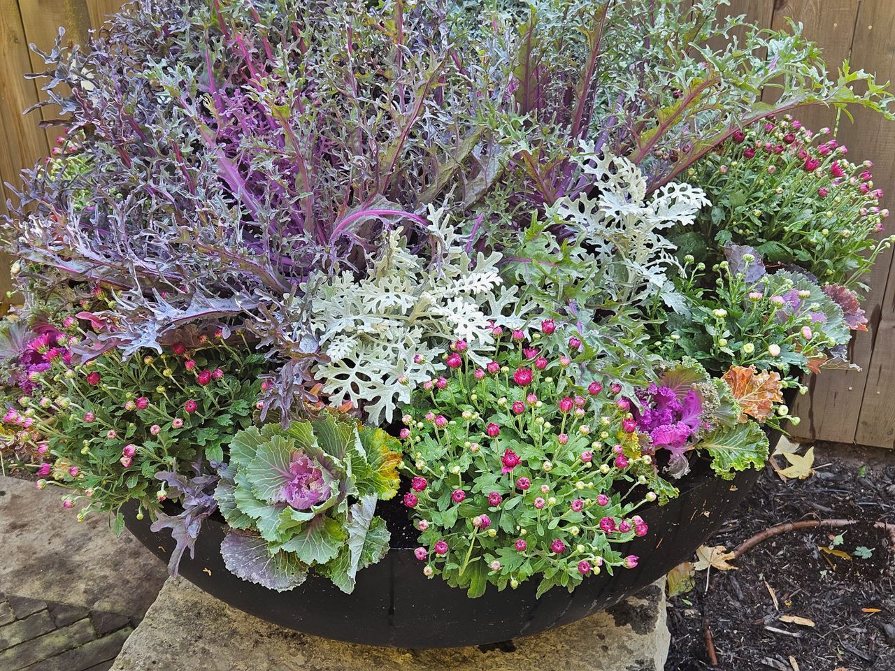 Colorful garden with kale and flowering plants.