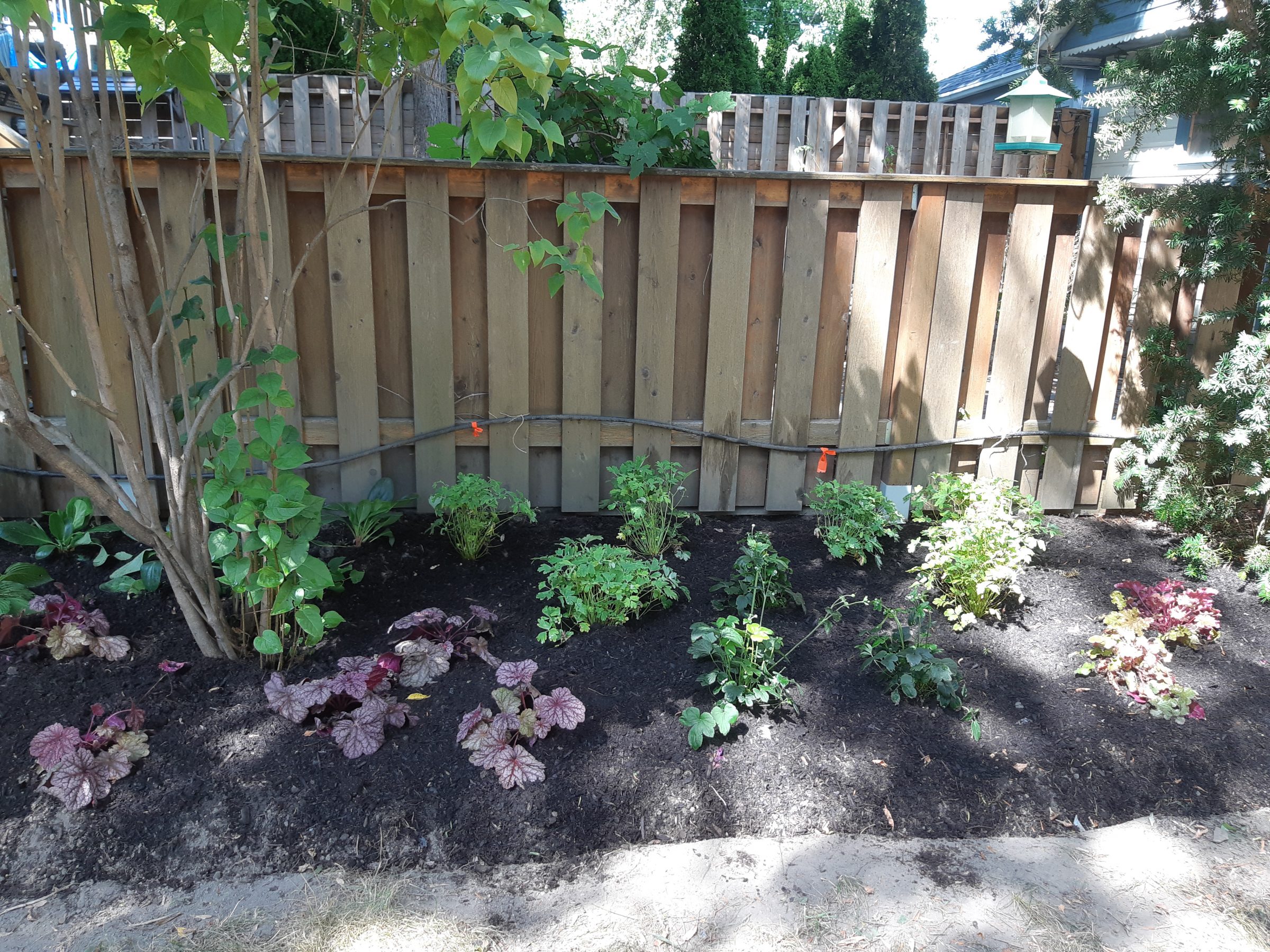 Backyard planting bed with young shrubs along wood fence